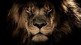 Animated Lion