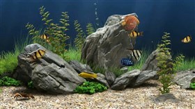Crab Tank 2