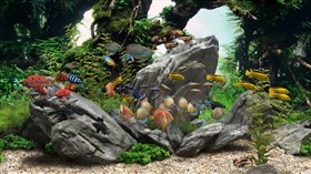 Aquarium 6