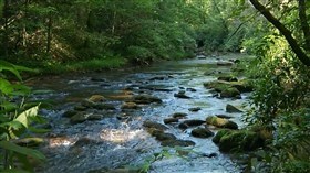 Forest River
