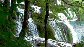 Forest Waterfalls