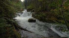 4K Forest River Trail