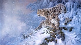 4K Snow Leopards