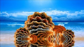 Beach Shells