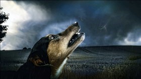 Storm Doggie