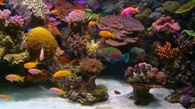 HD Aquarium 2
