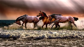 Wild Horses 4K