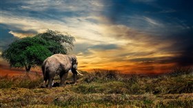 Elephant Safari 4K