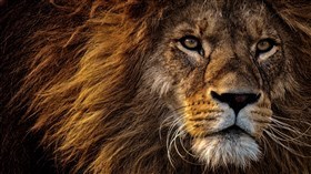 Lion King 4K