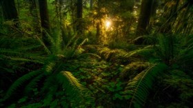 Jungle Scape 4K