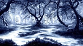 4K Black Forest