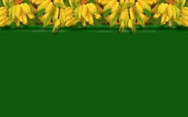 Bananas