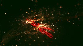 Christmas stars