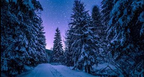 Forestnight