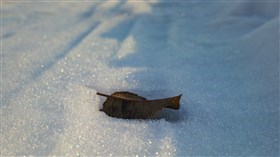 L'Inverno UHD