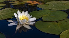 Lily (UHD)