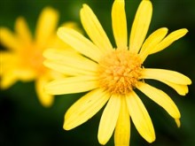 Coreopsis Nana