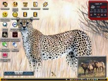 cheetah 7