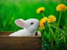 Easter Bunny in Wood Box