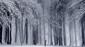 Snowy Forest
