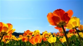 Red and Yellow Spring Flower Field